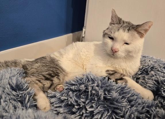 Aquario, a Adoptable mixed breed in Sherman Oaks, CA image 4/5