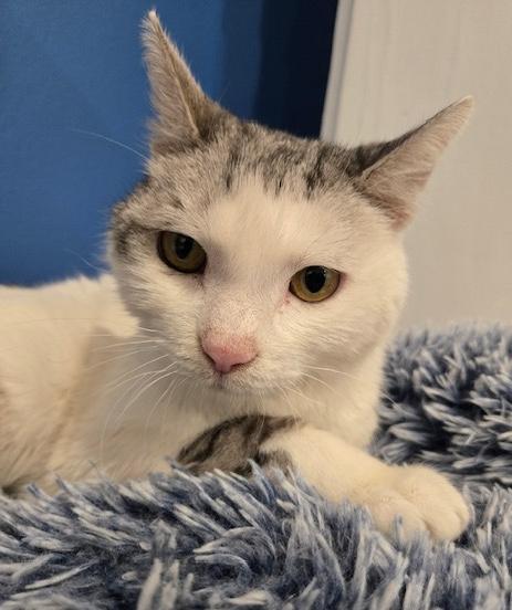 Aquario, Adoptable, Adult Male Turkish Van & Domestic Short Hair.