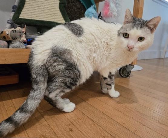 Aquario, a Adoptable mixed breed in Sherman Oaks, CA image 2/5