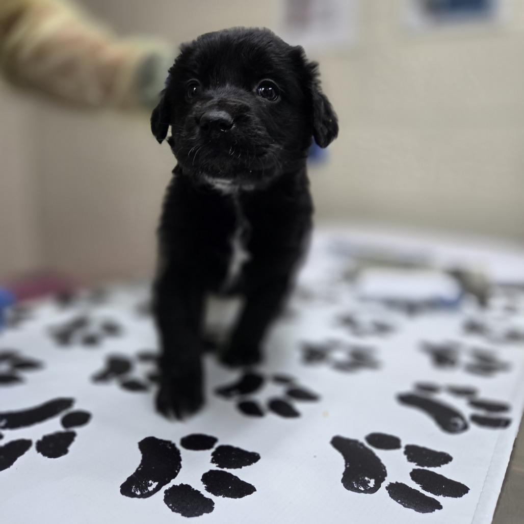 Enlarge Mt. Shasta, a Adoptable mixed breed in Incline Village, NV image 1/1