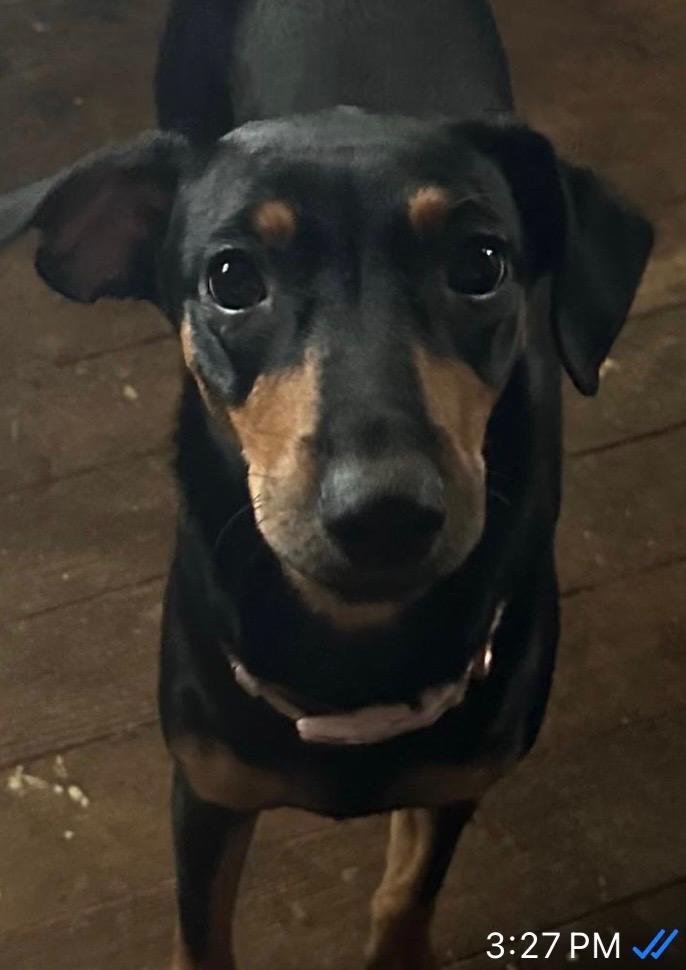 Honey, Adoptable, Puppy Female Miniature Pinscher & Mixed Breed.