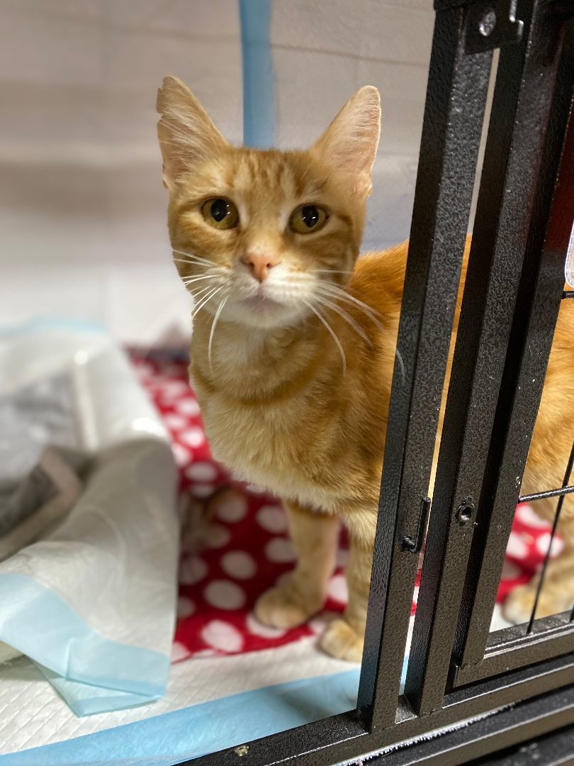 Goldie, an adopted Tabby in New Richmond, WI_image-1