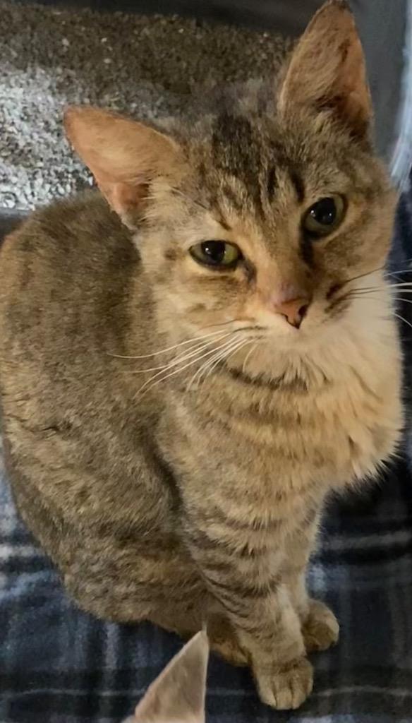 CLAWDIA, Adoptable, Adult Female Domestic Short Hair.