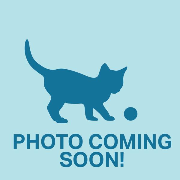 Revving - Bonded W/ Eugene, Adoptable, Kitten Male Domestic Medium Hair.