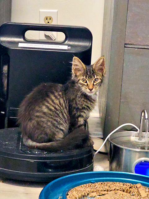 Sprinkles, Adoptable, Kitten Female Domestic Short Hair.