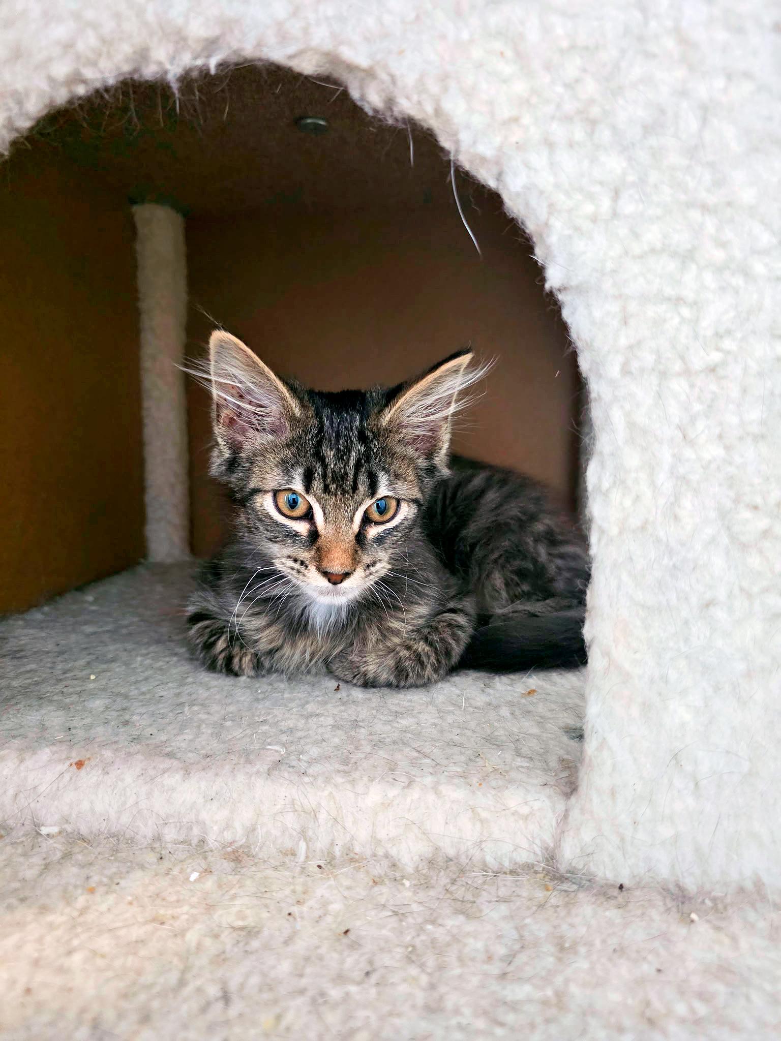 Sprinkles, a Adoptable Domestic Short Hair in Pittsburgh, PA image 2/2