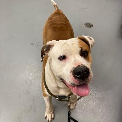 Enlarge Bart, a ADOPTABLE American Bulldog in Phoenix, OR image 2/4