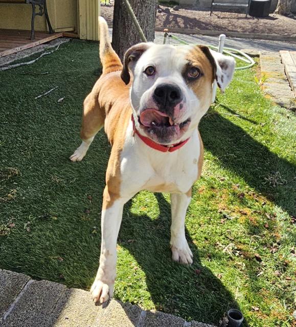Bart, ADOPTABLE, Young Male American Bulldog.