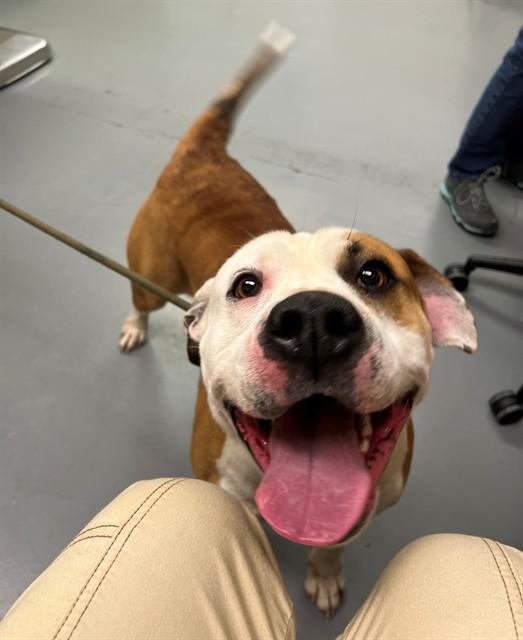 Enlarge Bart, a ADOPTABLE American Bulldog in Phoenix, OR image 3/4