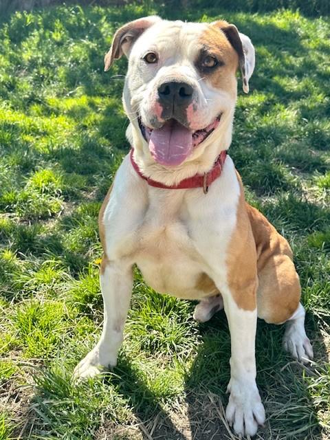Bart, ADOPTABLE, Young Male American Bulldog.