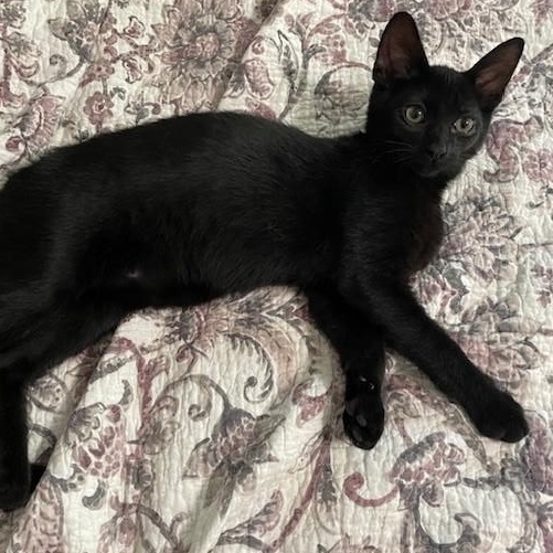 Freeman, an adoptable Domestic Short Hair in Menasha, WI, 54952 | Photo Image 6