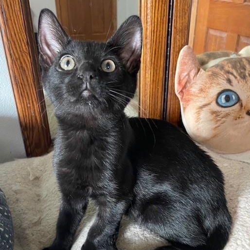 Freeman, an adoptable Domestic Short Hair in Menasha, WI, 54952 | Photo Image 5