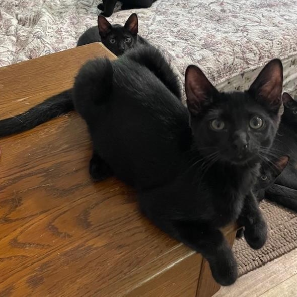 Freeman, an adoptable Domestic Short Hair in Menasha, WI, 54952 | Photo Image 4