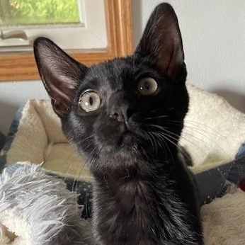 Freeman, an adoptable Domestic Short Hair in Menasha, WI, 54952 | Photo Image 1