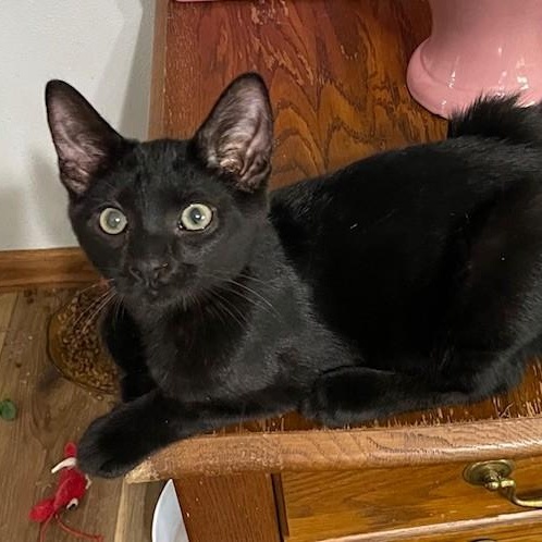 Freeman, an adoptable Domestic Short Hair in Menasha, WI, 54952 | Photo Image 3