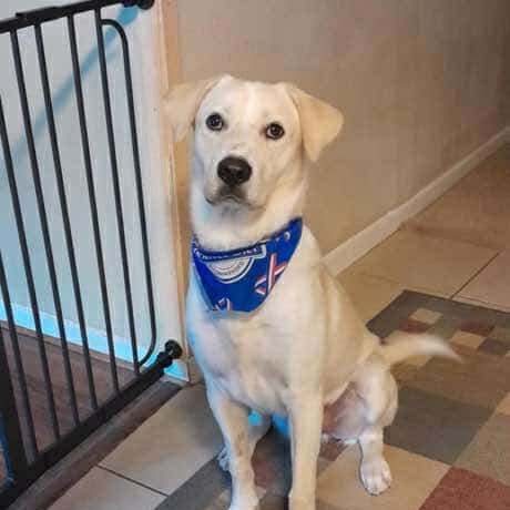 Dash, Adoptable, Young Male Labrador Retriever.