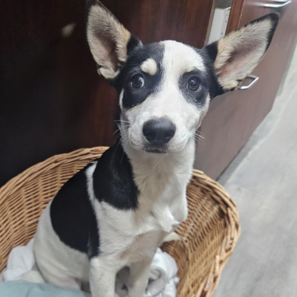 Harley, Adoptable, Puppy Female Husky & Mixed Breed.