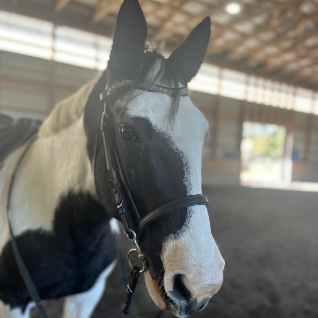 Kitty, Adoptable, Senior Female Quarterhorse.