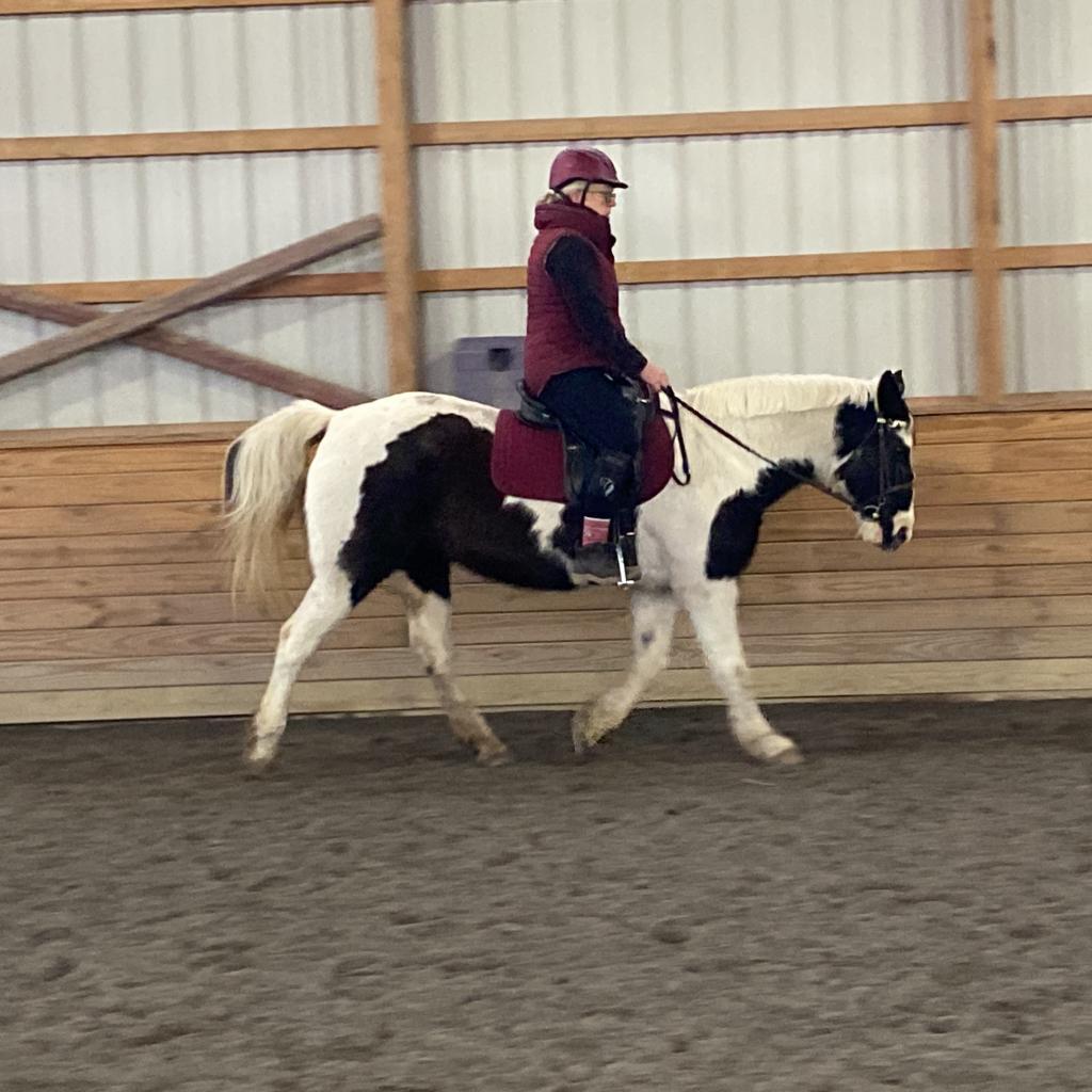 Enlarge Kitty, a Adoptable Quarterhorse in Quakertown, PA image 3/6