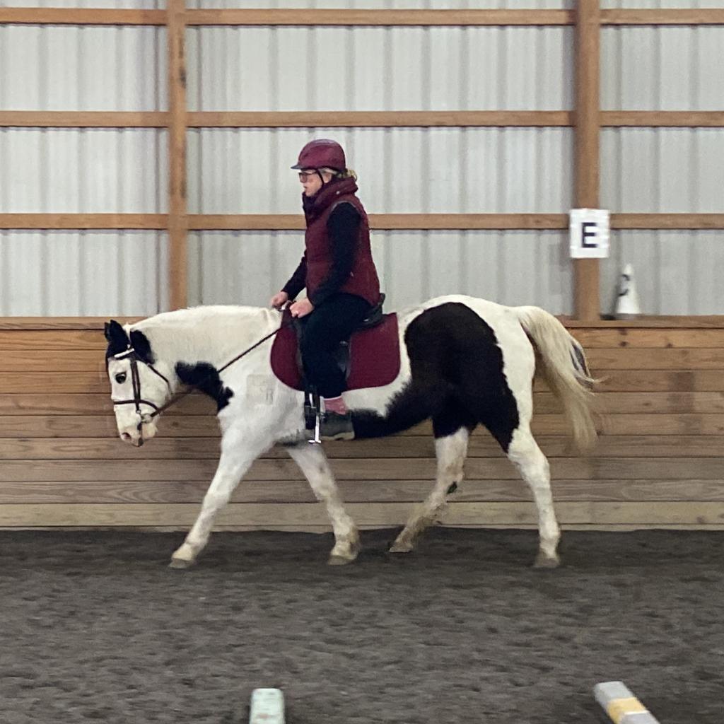 Enlarge Kitty, a Adoptable Quarterhorse in Quakertown, PA image 4/6