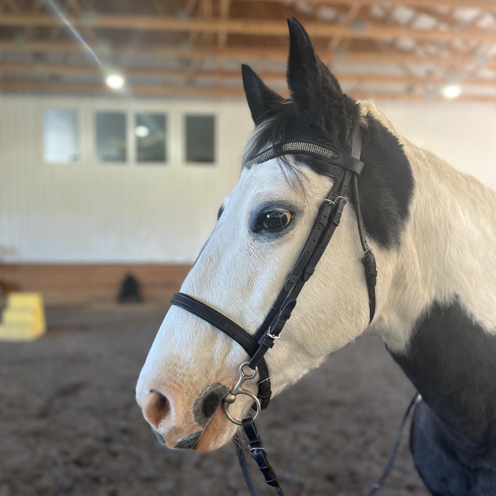 Enlarge Kitty, a Adoptable Quarterhorse in Quakertown, PA image 5/6