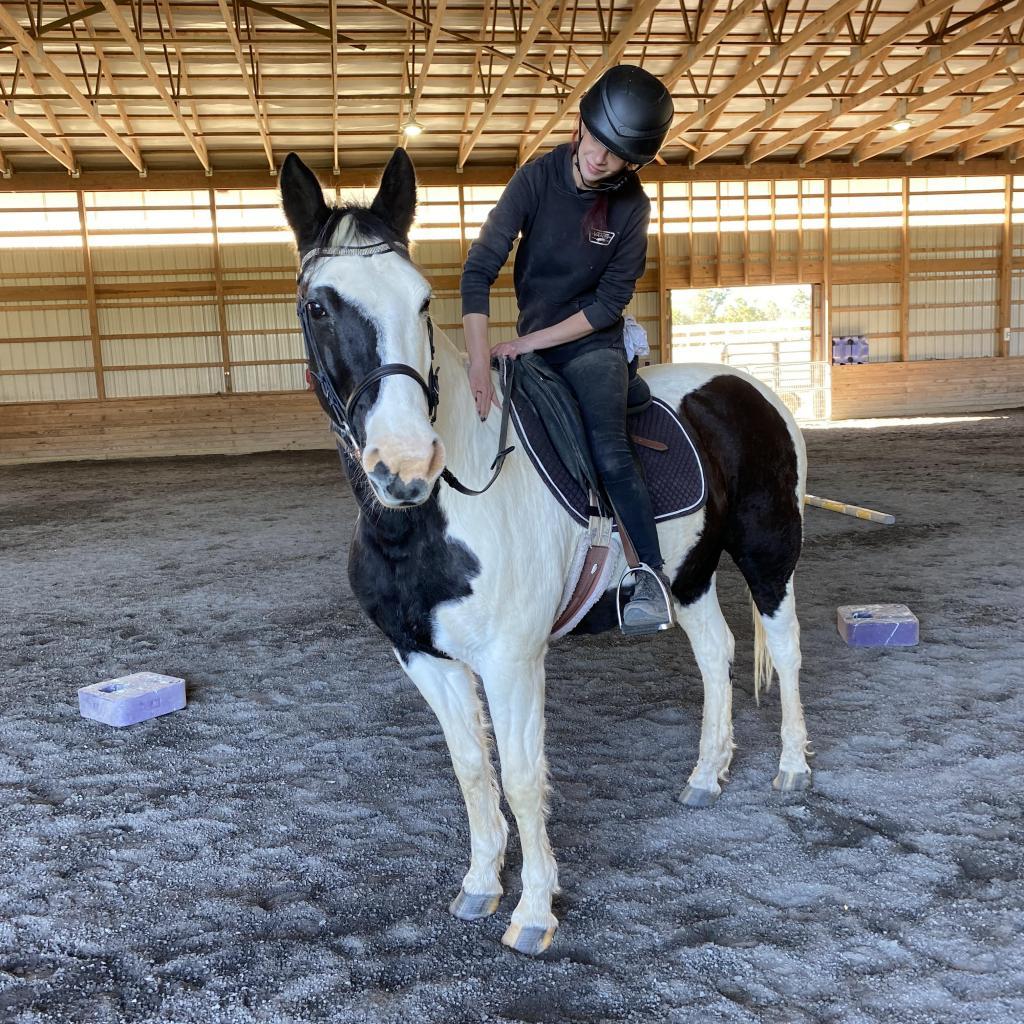 Enlarge Kitty, a Adoptable Quarterhorse in Quakertown, PA image 6/6
