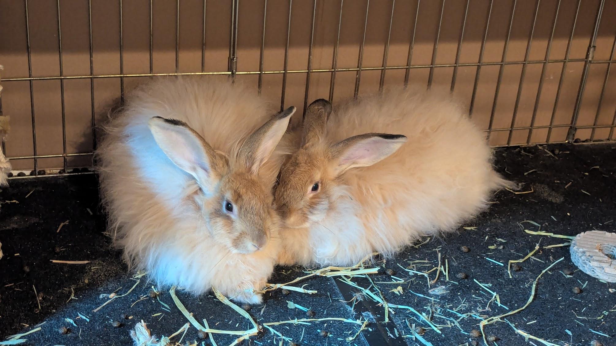 Enlarge Farrah and Goldie, a ADOPTABLE Angora Rabbit in Coralville, IA image 1/1