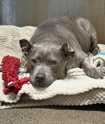 Kleo, Adoptable, Adult Female American Staffordshire Terrier & Mixed Breed.