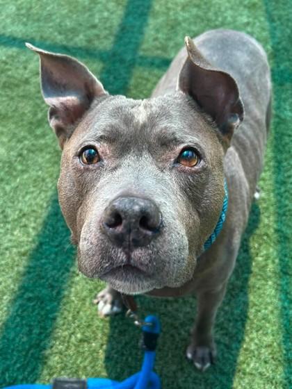 Enlarge Kleo, a Adoptable mixed breed in Roseville, CA image 1/3