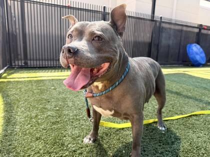 Enlarge Kleo, a Adoptable mixed breed in Roseville, CA image 3/3