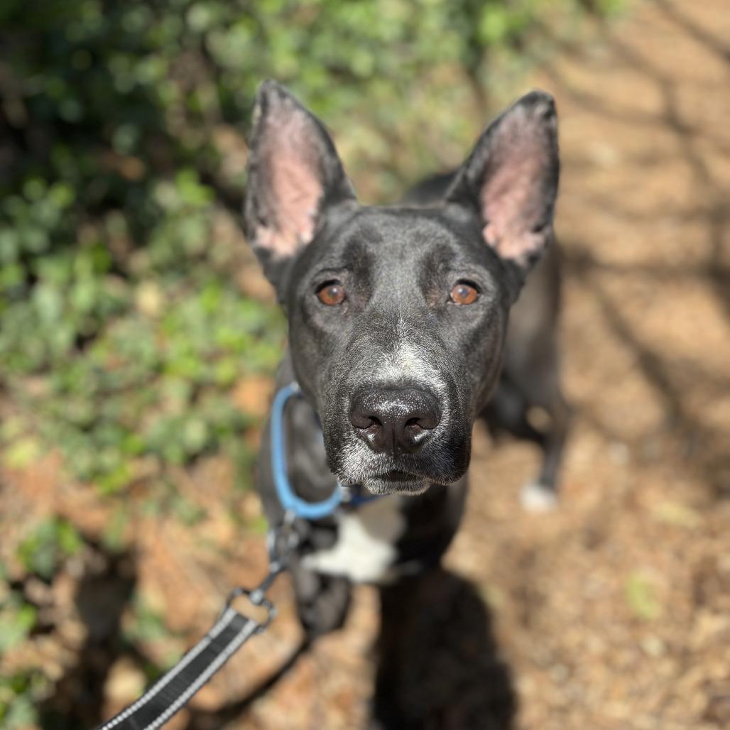 Enlarge Riley, a Adoptable mixed breed in Edwardsville, IL image 1/6