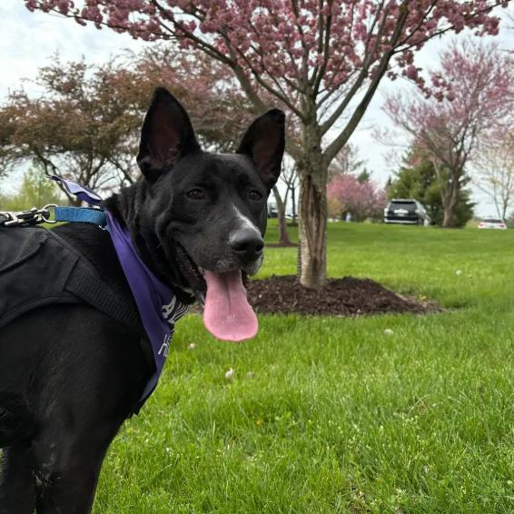 Enlarge Riley, a Adoptable mixed breed in Edwardsville, IL image 2/6