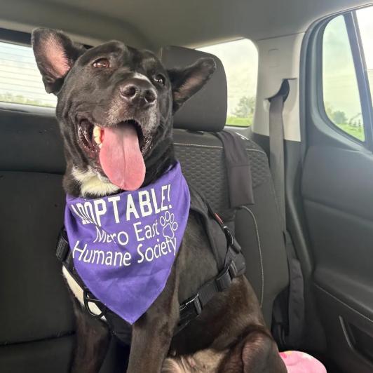 Enlarge Riley, a Adoptable mixed breed in Edwardsville, IL image 3/6