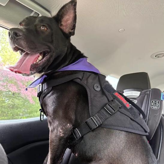 Enlarge Riley, a Adoptable mixed breed in Edwardsville, IL image 5/6