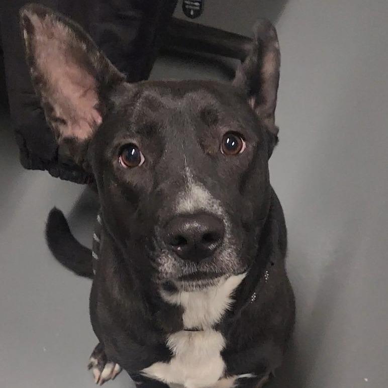 Enlarge Riley, a Adoptable mixed breed in Edwardsville, IL image 6/6