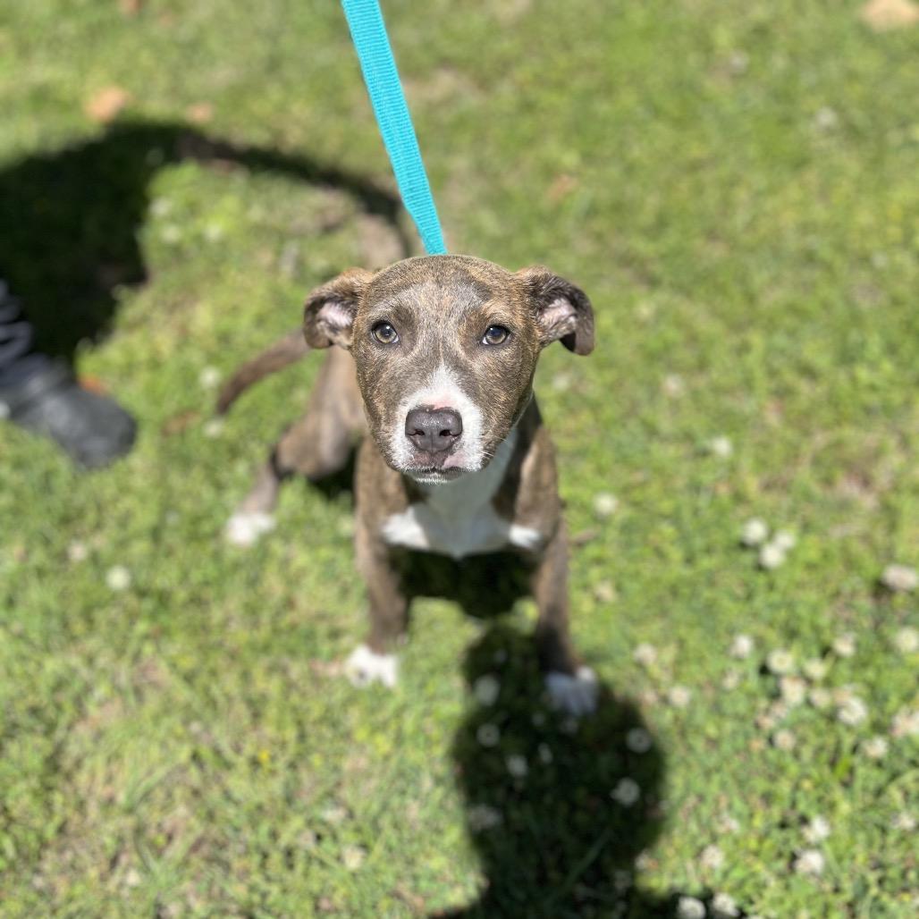 Enlarge Bud, a Adoptable mixed breed in Clanton, AL image 2/2
