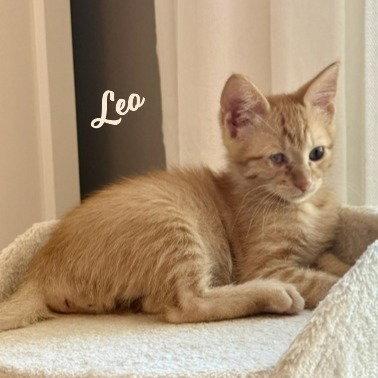 Leo #hard-hat-crew, Adopted, Kitten Male Tabby & Domestic Short Hair.