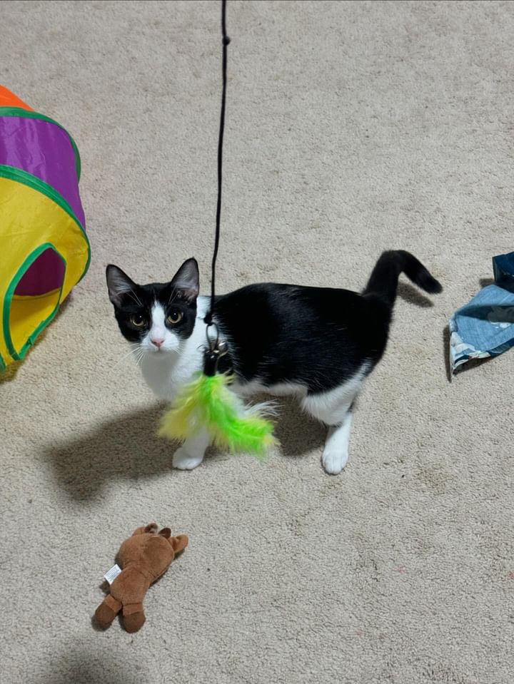 Rose, Adoptable, Young Female Domestic Short Hair.