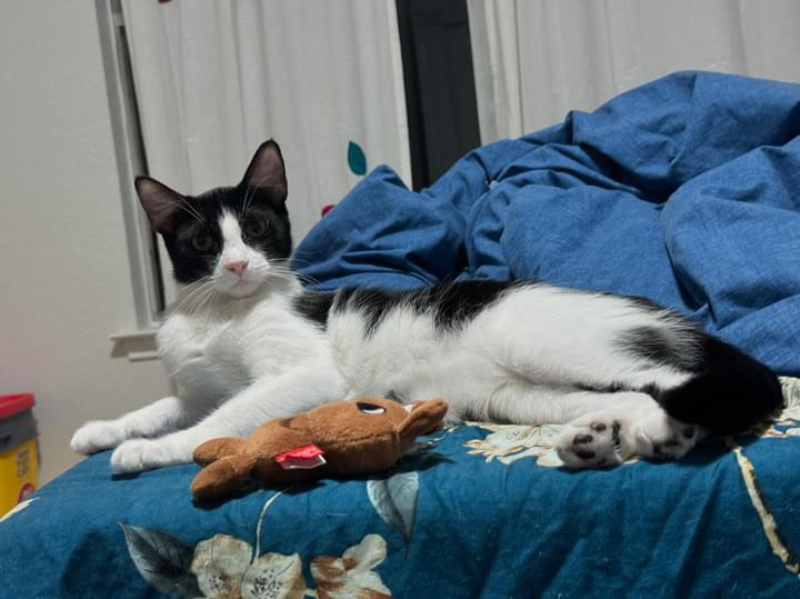 Rose, Adoptable, Young Female Domestic Short Hair.