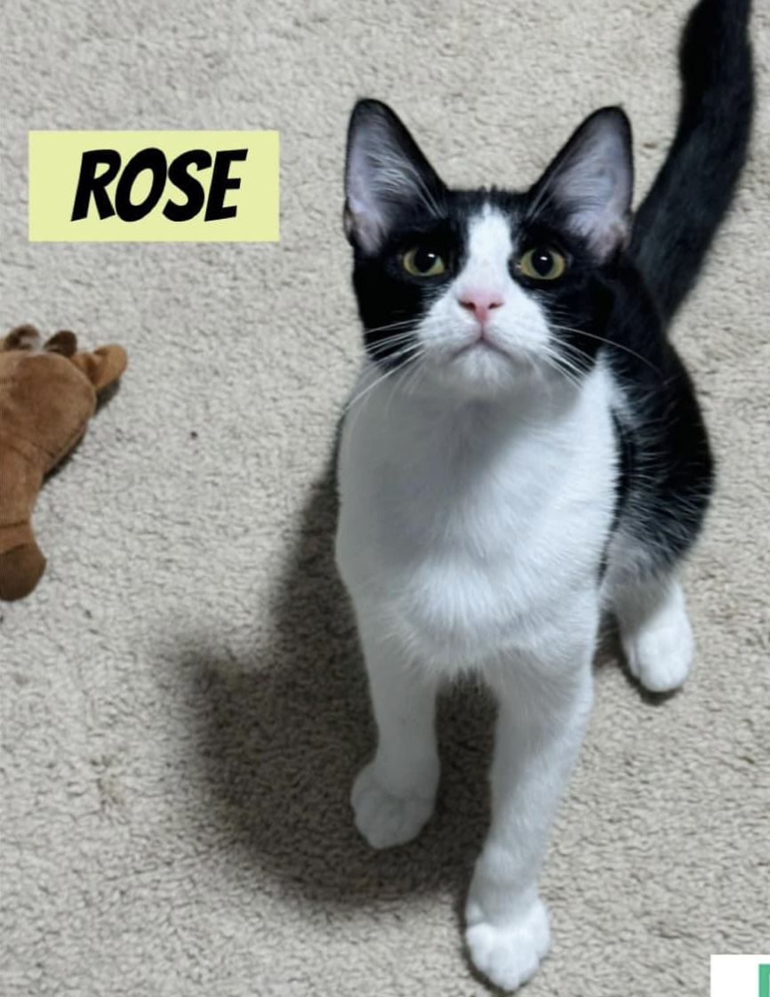 Rose, Adoptable, Adult Female Domestic Short Hair.