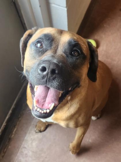 Emma Rose, an adoptable mixed breed in Rapid City, SD image 3/5