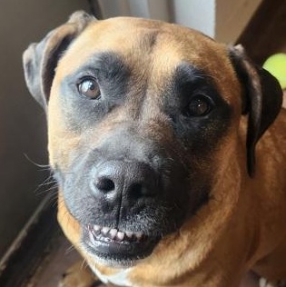 Emma Rose, an adoptable mixed breed in Rapid City, SD image 2/5