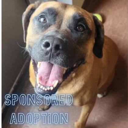 Emma Rose, adoptable, Adult Female Rhodesian Ridgeback.
