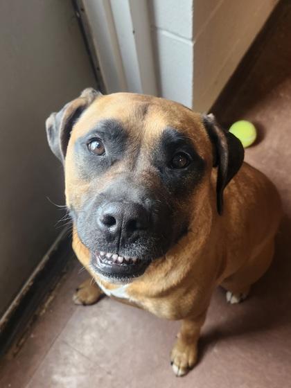 Emma Rose, an adoptable mixed breed in Rapid City, SD image 5/5