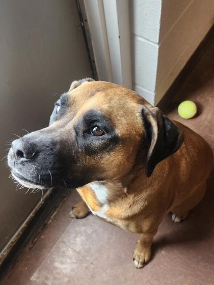 Emma Rose, an adoptable mixed breed in Rapid City, SD image 4/5