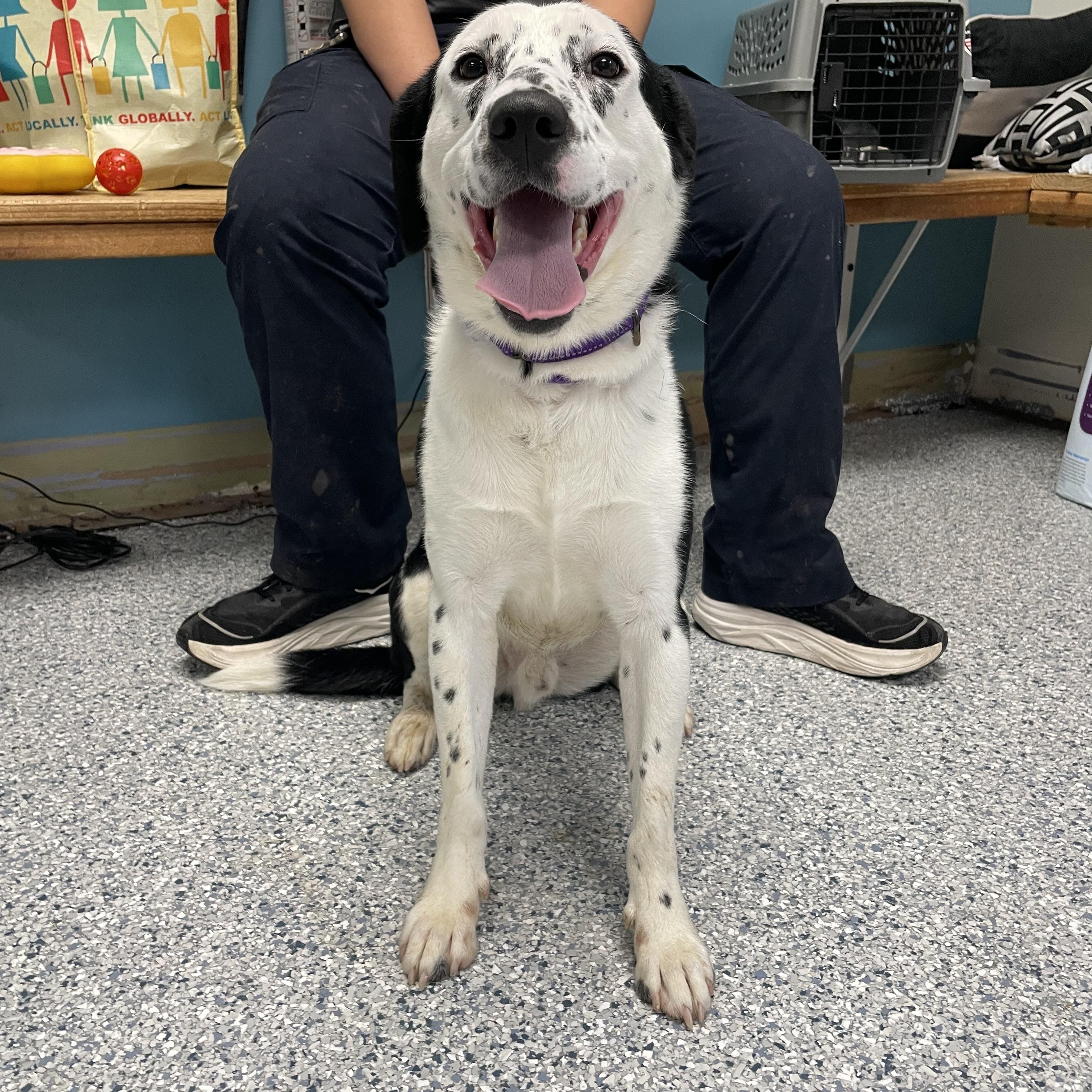 Enlarge Branson, a ADOPTABLE mixed breed in Gladstone, MO image 1/1