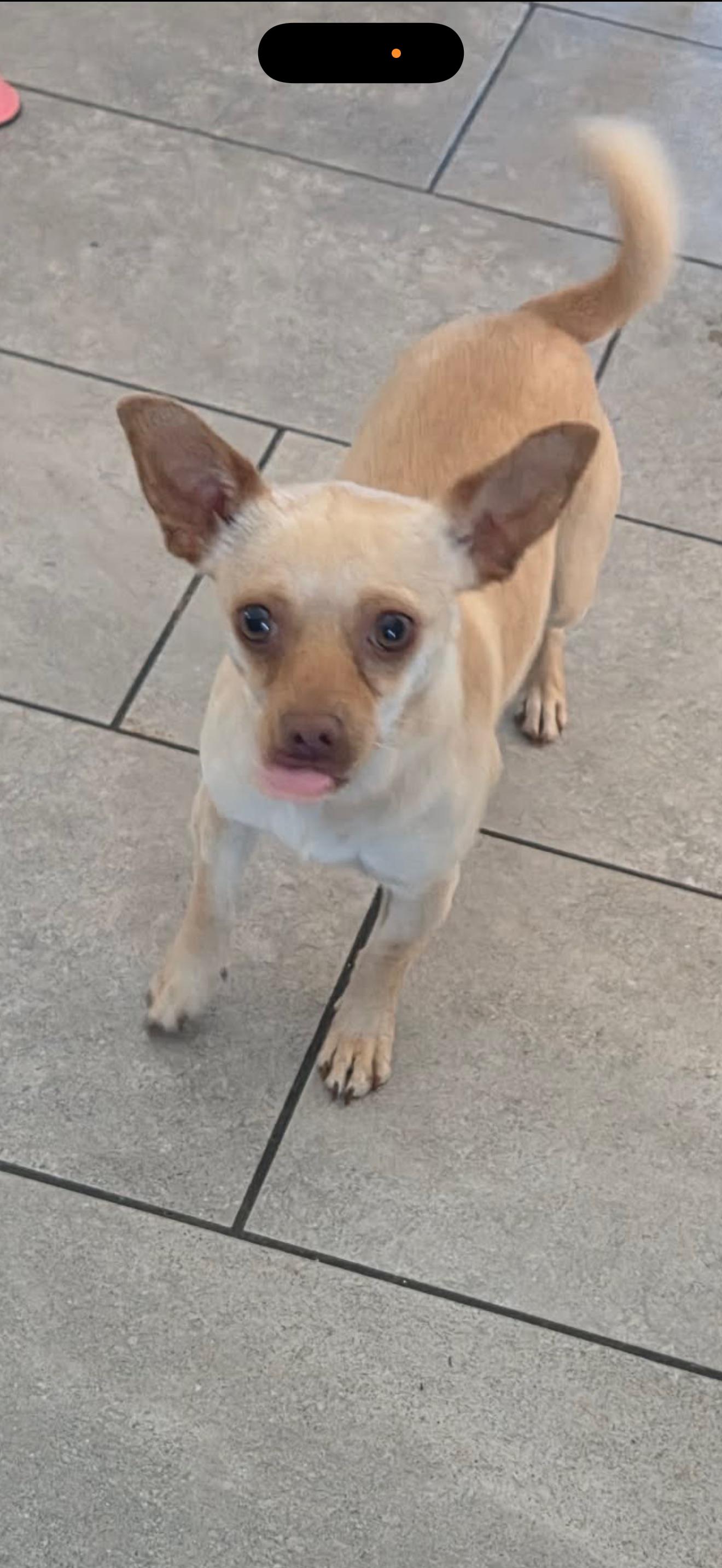 June Bug - The Sweet Girl, a ADOPTABLE Chihuahua in Rancho Cucamonga , CA image 2/2