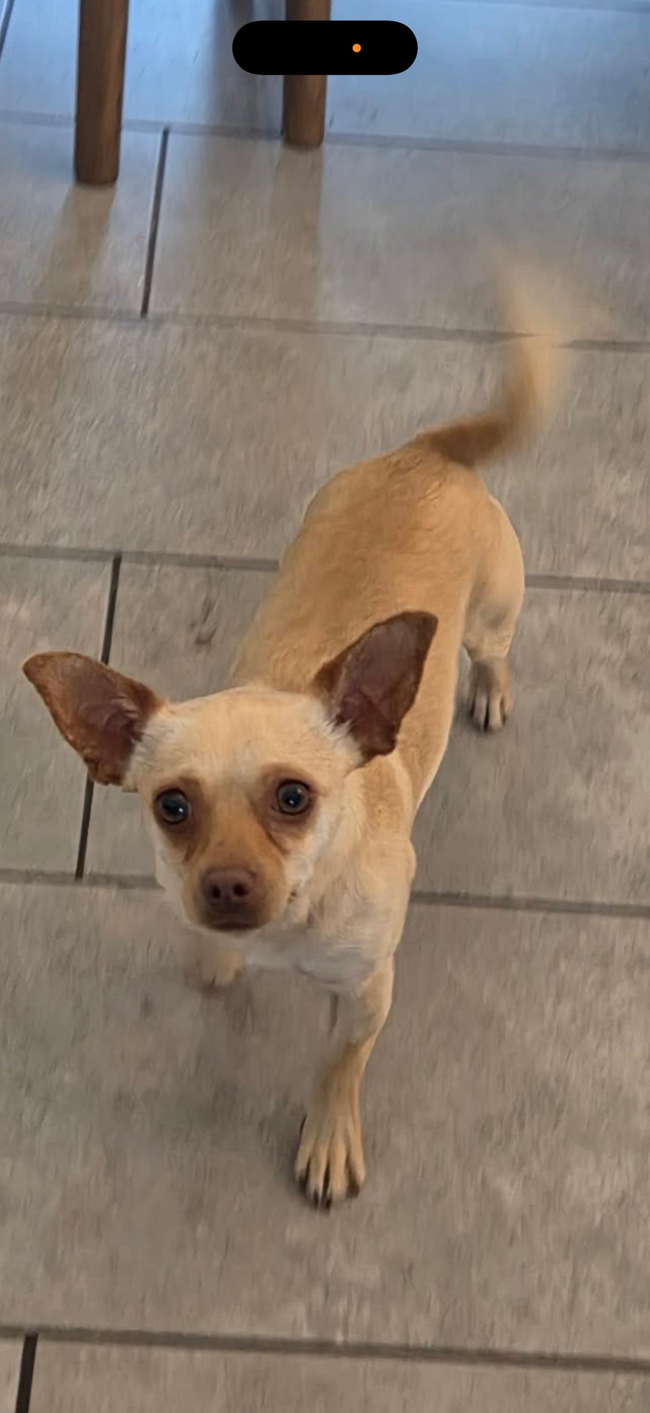June Bug - The Sweet Girl, ADOPTABLE, Adult Female Chihuahua.