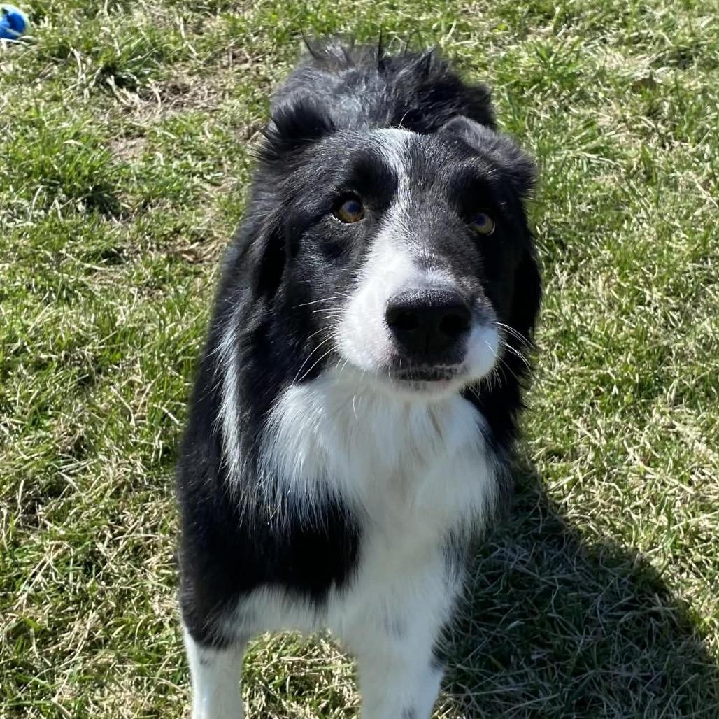 Enlarge Jax, a Adoptable Border Collie in Kansas City, MO image 2/3
