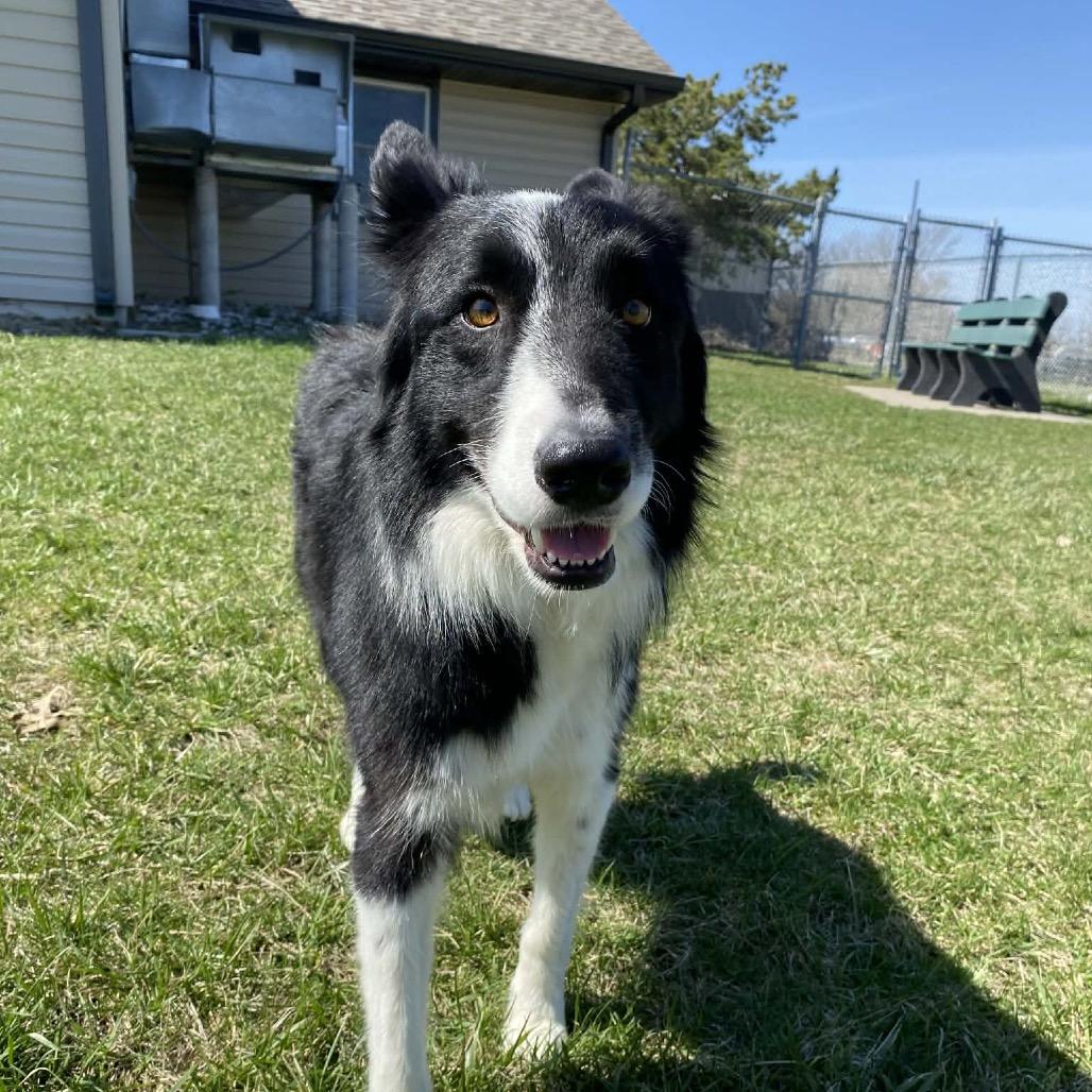 Enlarge Jax, a Adoptable Border Collie in Kansas City, MO image 3/3